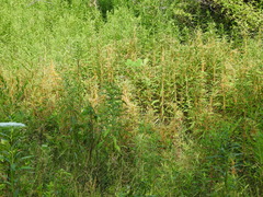 Cuscuta gronovii gronovii