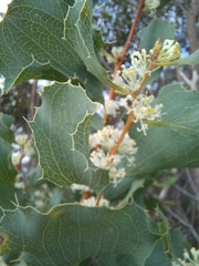 Hakea undulata