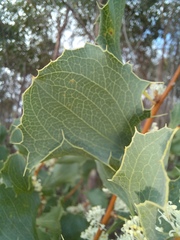Hakea undulata