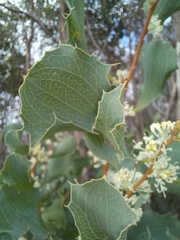 Hakea undulata