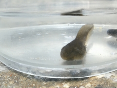 Rana italica