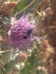 Carduinae