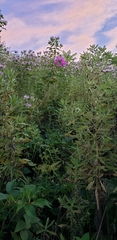 Phlox maculata
