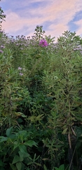 Phlox maculata