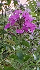Phlox maculata