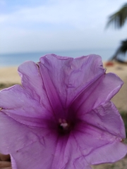 Ipomoea carnea