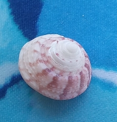 Gibbula magus