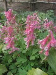 Corydalis solida solida