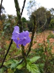 Stachytarpheta urticifolia