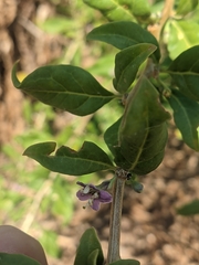 Lycium barbarum