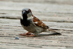 Passer domesticus