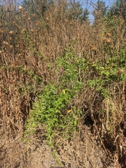 Lycium barbarum