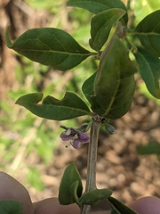 Lycium barbarum