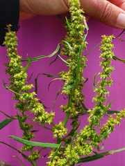 Rumex palustris