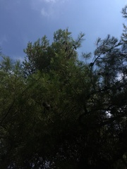 Pinus halepensis