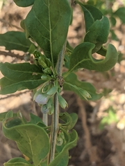 Lycium barbarum