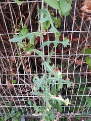 Lactuca serriola