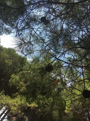 Pinus halepensis