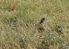 Ictidomys parvidens