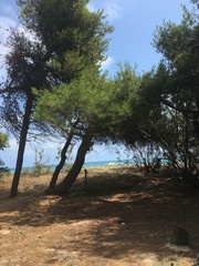 Pinus halepensis