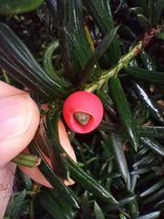 Taxus baccata