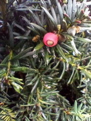 Taxus baccata