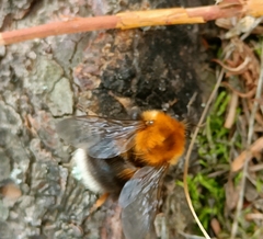 Bombus hypnorum