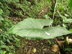 Chlorospatha