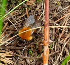 Bombus hypnorum