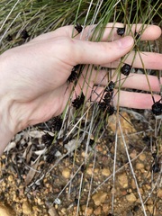 Mesomelaena pseudostygia