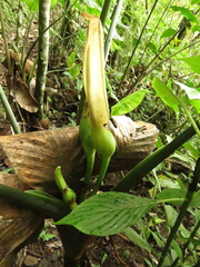 Chlorospatha