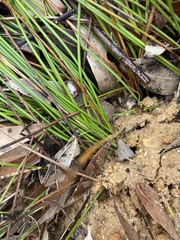 Mesomelaena pseudostygia