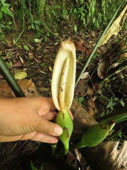 Chlorospatha