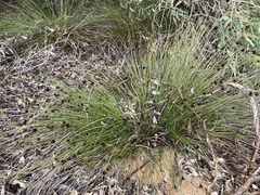 Mesomelaena pseudostygia