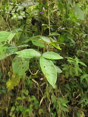 Calopogonium galactioides