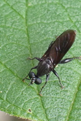 Lampria bicolor