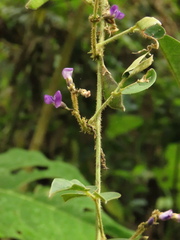 Calopogonium galactioides