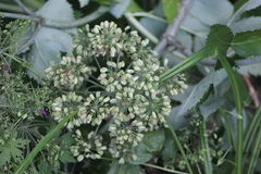 Angelica archangelica
