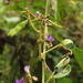 Calopogonium galactioides - Photo (c) Mateo Hernandez Schmidt, some rights reserved (CC BY-NC-SA), uploaded by Mateo Hernandez Schmidt