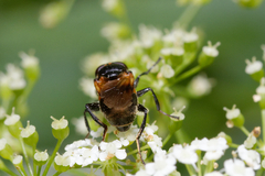 Myolepta dubia