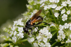 Myolepta dubia