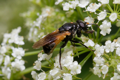 Myolepta dubia