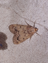 Aglossa disciferalis