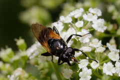 Myolepta dubia