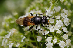 Myolepta dubia