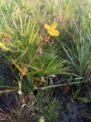 Ludwigia maritima