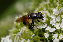 Myolepta dubia