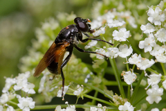 Myolepta dubia