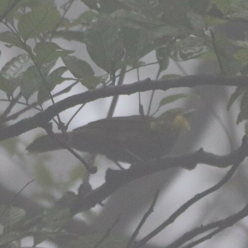 Western Bearded Greenbul (Criniger barbatus)