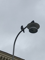 Corvus cornix